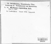 Hydnum repandum image